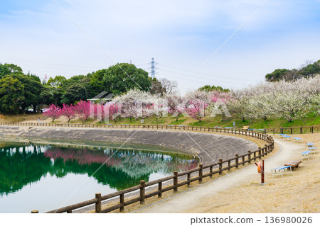 春天，佐夫里池畔盛開著美麗的梅花（愛知縣知多市） 136980026