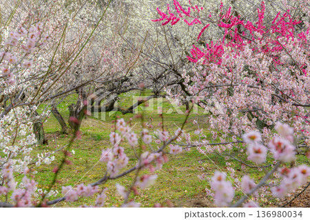 Red and white plum blossoms in full bloom (Saburi Pond, Chita City, Aichi Prefecture) 136980034