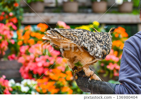 Owl Bird Show Owl Bird Show 136980404