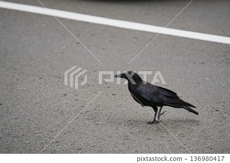 A carrion crow walking along the road A carrion crow walking along the road 136980417
