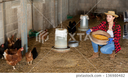 Woman farmer working in henhouse, feeding poultry Woman farmer working in henhouse, feeding poultry 136980482