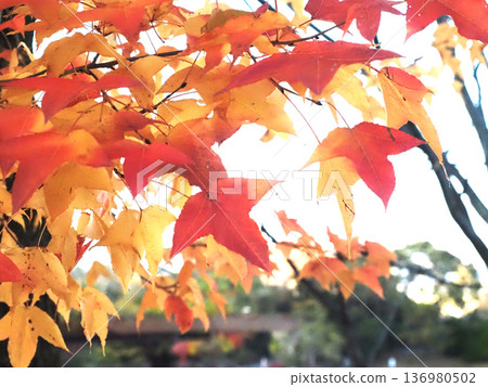 初冬的天空和色彩繽紛的台灣楓葉（傍晚公園裡的台灣楓樹） 136980502