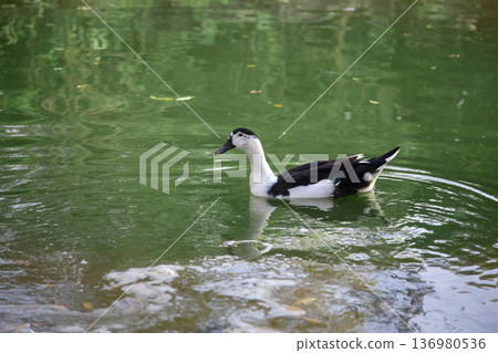 black and white Muscovy duck standing on the grassy bank of a peaceful pond in the soft natural morning light. Nature and farm animal wildlife concept black and white Muscovy duck standing on the grassy bank of a peaceful pond in the soft natural morning light. Nature and farm animal wildlife concept 136980536