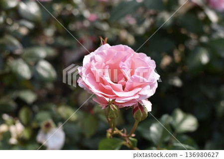 Pink rose blooming in garden with green background Pink rose blooming in garden with green background 136980627