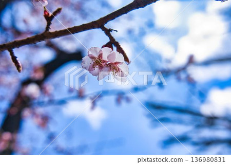 Sakura that shines in the blue sky Sakura that shines in the blue sky 136980831
