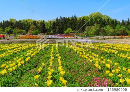 Blue sky and tulip fields in full bloom 136980906