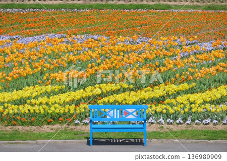 藍天和郁金香田盛開 136980909