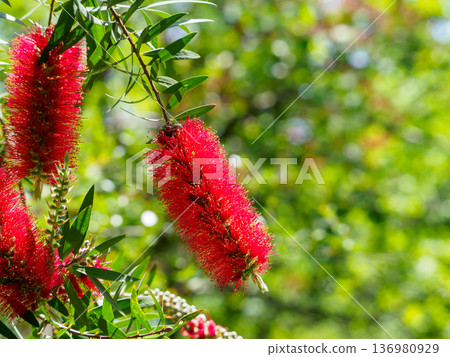 The bottlebrush tree makes you feel that summer is approaching 136980929