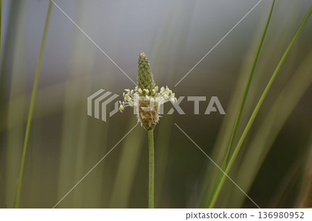 Hella octopus flowers Hella octopus flowers 136980952