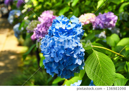 Beautiful hydrangeas at Hondo-ji Temple (Matsudo City, Chiba Prefecture) 136981098