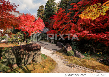 Autumn Colors Surround Zen Garden at Kyoto Hojo Garden Nov 26 2025 Autumn Colors Surround Zen Garden at Kyoto Hojo Garden Nov 26 2025 136981508