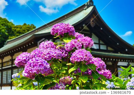 本堂寺的美麗繡球花(千葉縣松戶市) 本堂寺的美麗繡球花(千葉縣松戶市) 136981670