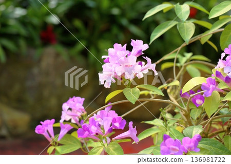 Garlic Kazura Flower Garlic Kazura Flower 136981722