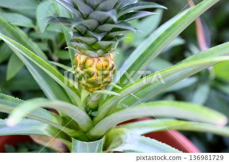 可愛的菠蘿 136981729