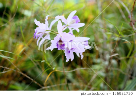 Laeriocattleya Wrigley Blue Heaven flower 136981730