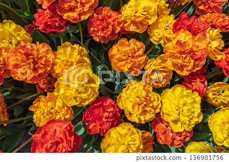 Vibrant Display of Double Late Tulips in Full Bloom, Springtime Floral Abundance Vibrant Display of Double Late Tulips in Full Bloom, Springtime Floral Abundance 136981756