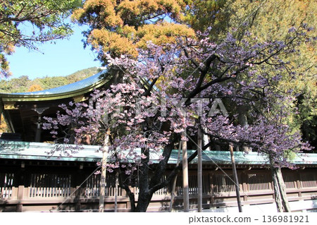福岡縣福津市宮地岳神社的幸運櫻花 福岡縣福津市宮地岳神社的幸運櫻花 136981921