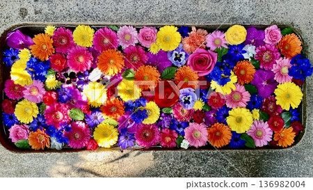 February's flower water basin (rose, gerbera, cineraria, pansy, delphinium) at Sugao Shrine in Okazaki, Aichi Prefecture February's flower water basin (rose, gerbera, cineraria, pansy, delphinium) at Sugao Shrine in Okazaki, Aichi Prefecture 136982004
