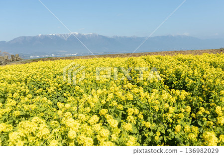 Snow-capped mountains with rapeseed flower fields in the distance Snow-capped mountains with rapeseed flower fields in the distance 136982029
