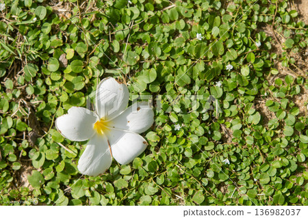 White frangipani flowers on a green background. White frangipani flowers on a green background. 136982037