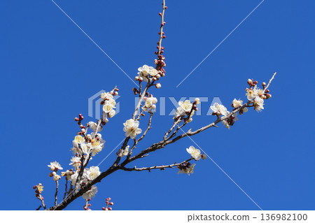 white plum blossom 136982100
