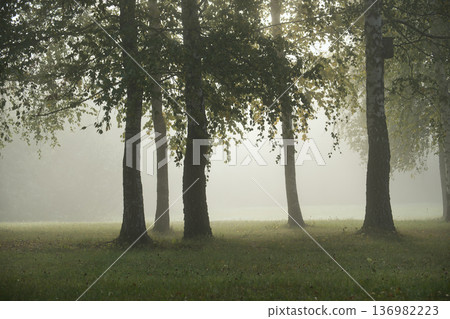 Misty morning in a tranquil forest with tall trees and soft sunlight filtering through. 136982223