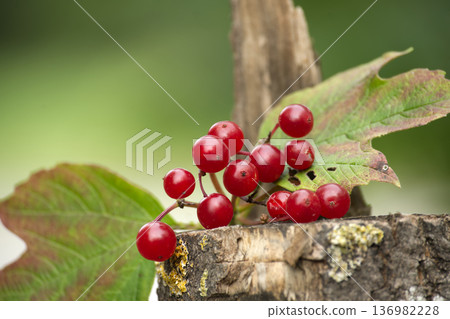 Vibrant red berries of the guelder rose plant on a rustic wooden surface. 136982228