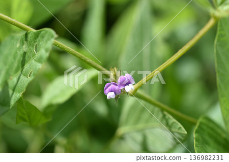 小攀緣豆花 小攀緣豆花 136982231