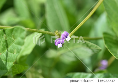 小攀緣豆花 小攀緣豆花 136982232