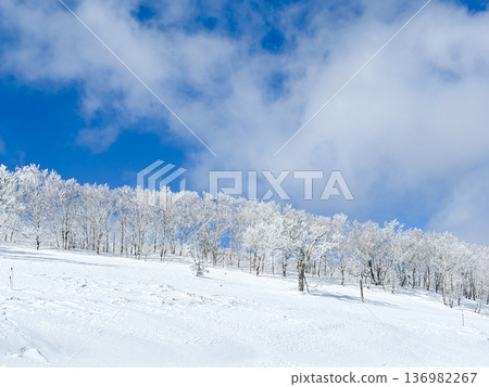 白雪覆蓋的樹木和雪原 136982267