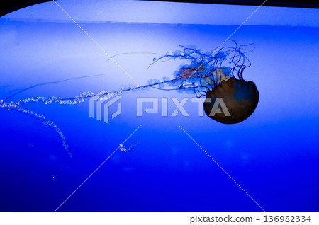 The swaying of jellyfish in an aquarium 136982334