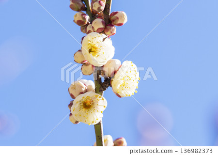 white plum blossom white plum blossom 136982373