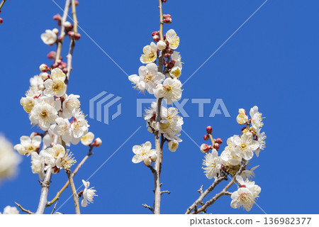 白梅花 136982377