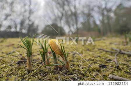 Spring awakening. Golden buds emerging from the earth Spring awakening. Golden buds emerging from the earth 136982384