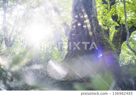 清新翠綠的森林生態形象奧大仙 136982485