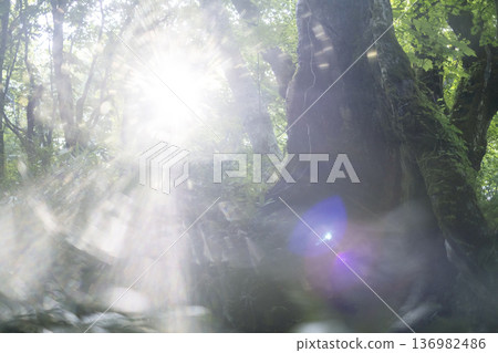 清新翠綠的森林生態形象奧大仙 136982486