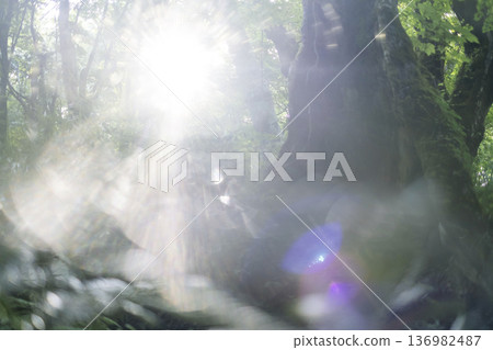 清新翠綠的森林生態形象奧大仙 136982487