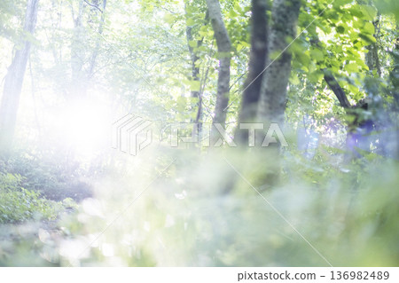 清新翠綠的森林生態形象奧大仙 清新翠綠的森林生態形象奧大仙 136982489