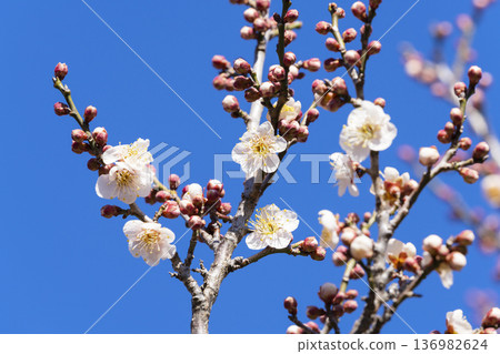 white plum blossom 136982624