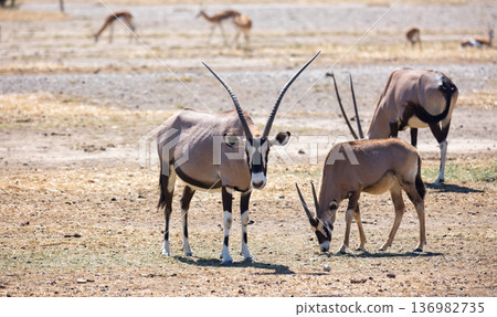 On clear sunny day, representatives of group of onyx gazelles walk in pasture and nibble grass. 136982735