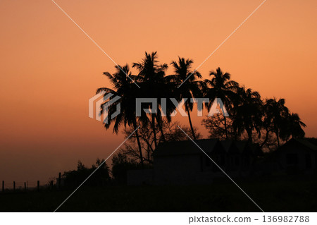Bright lit sky over silhouettes of coco palms at sunset, Basapur, India. Bright lit sky over silhouettes of coco palms at sunset, Basapur, India. 136982788