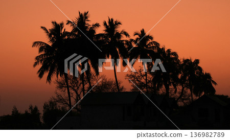 Silhouettes of coco palms at sunset, Basapur, India. 136982789