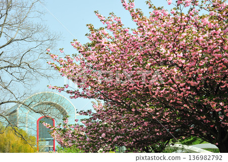 Double cherry blossoms at Aichi Health Forest Park Double cherry blossoms at Aichi Health Forest Park 136982792