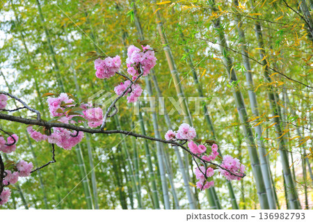 Double cherry blossoms at Aichi Health Forest Park 136982793