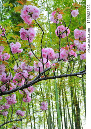 愛知健康森林公園的重瓣櫻花盛開 136982801