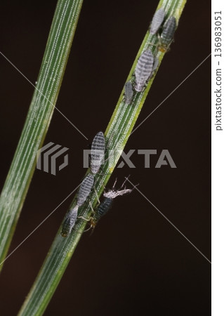 Living creatures, insects, pine aphids, some of which molt in the cold of February... Is it because it's a time of year when there are fewer natural enemies? Living creatures, insects, pine aphids, some of which molt in the cold of February... Is it because it's a time of year when there are fewer natural enemies? 136983051