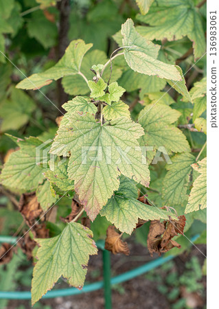 Damaged plant foliage, a currant bush showing signs of leaf spot and wilting, indicating plant health and agricultural problems 136983061