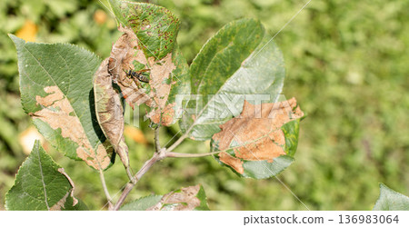 Apple tree leaves showing brown damage from fungal infection and browning, with a wasp crawling on the affected foliage 136983064