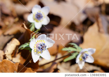 Early spring flowers 136983091