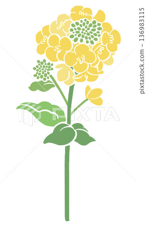 油菜花向量圖 | 春季花卉背景,日式紡織設計素材 油菜花向量圖 | 春季花卉背景,日式紡織設計素材 136983115